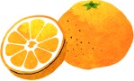 柑橘類 イメージ