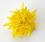 菊の花 イメージ
