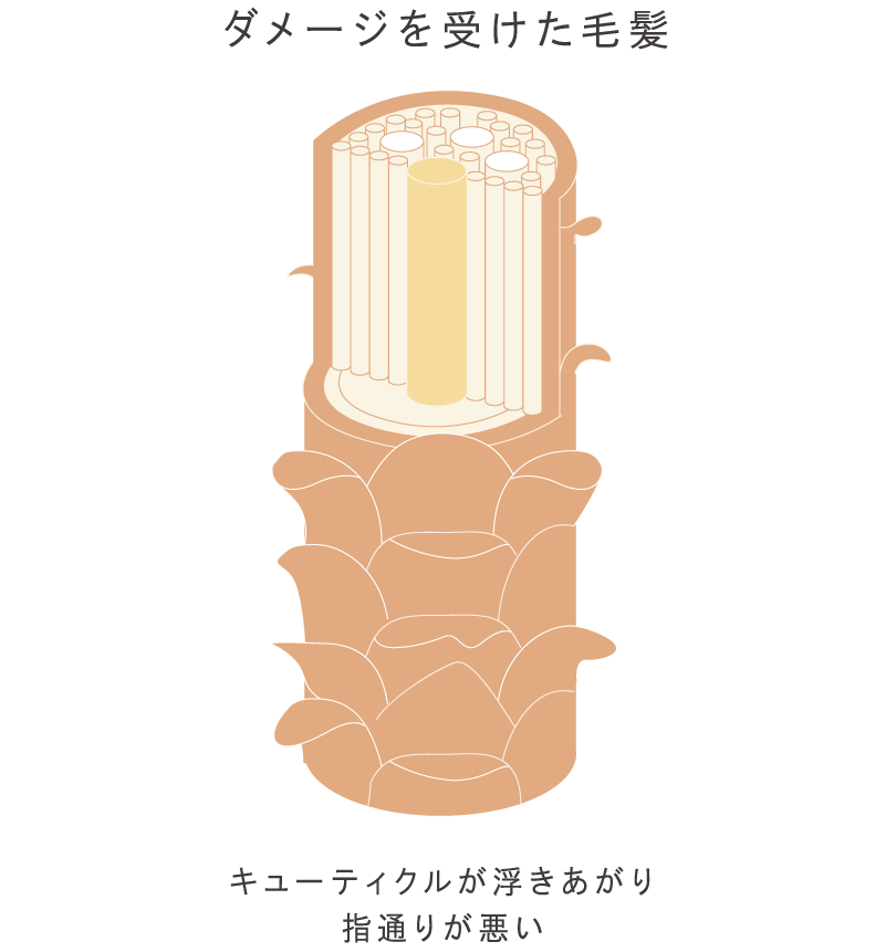 ダメージを受けた毛髪と、キューティクルを引き締めた毛髪の比較画像