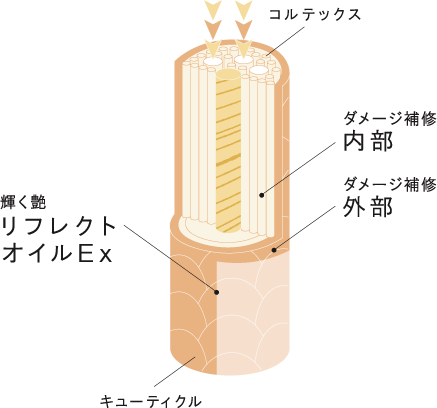 毛髪の内部と外側のダメージ補修とハミの表面をコートして輝く艶の解説画像