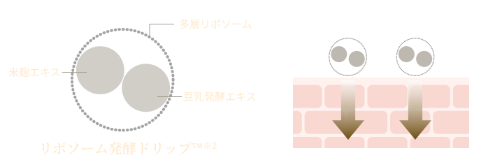 米麹エキスと豆乳発酵エキスを内包した多層リポソーム「リポソーム発酵ドリップ™※1」のイメージ図