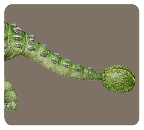 アンキロサウルスのしっぽ