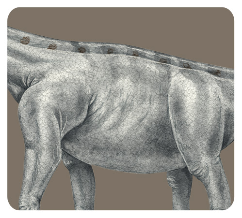 アルゼンチノサウルスの体