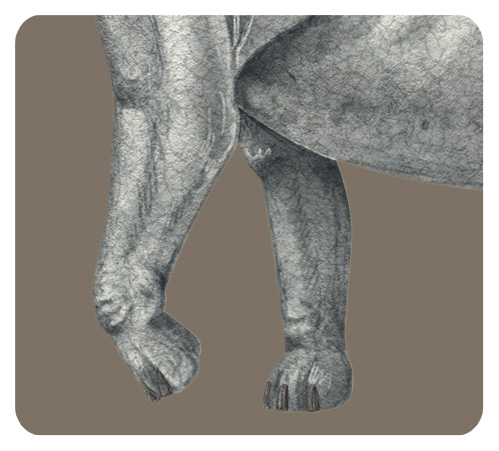 アルゼンチノサウルスの足
