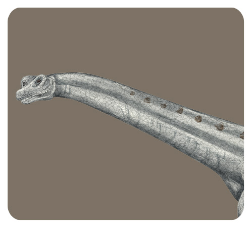 アルゼンチノサウルスの首