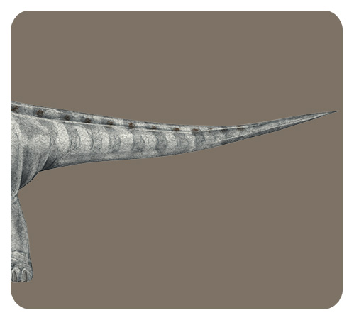 アルゼンチノサウルスのしっぽ