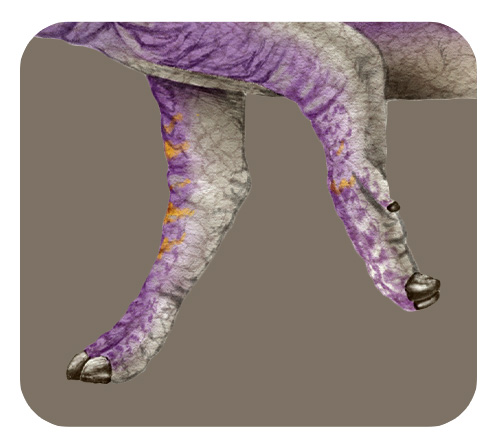 パラサウロロフスの足