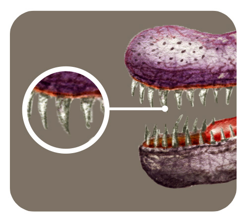 スピノサウルスの歯