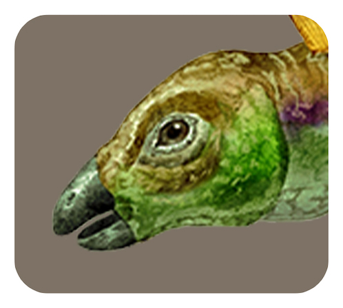 ステゴサウルスの頭