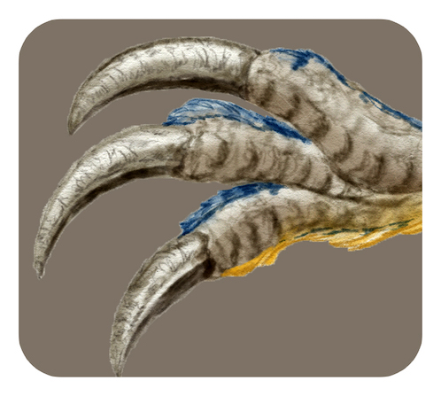 テリジノサウルスのツメ
