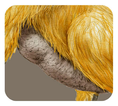 テリジノサウルスのおなか