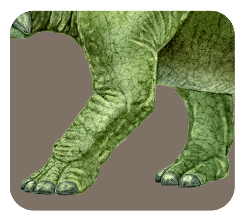トリケラトプスの前足