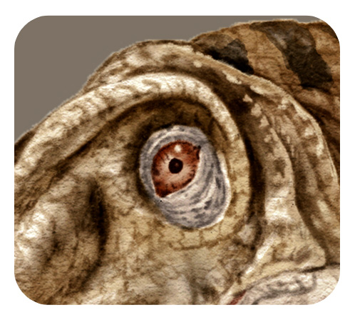 ティラノサウルスの目