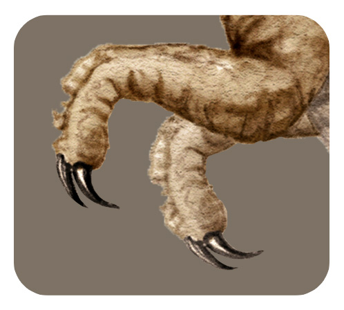 ティラノサウルスの前足