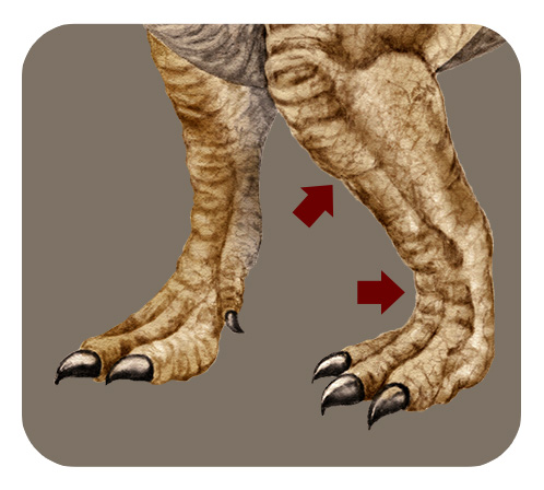 ティラノサウルスの後ろ足