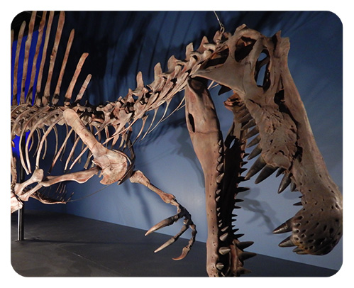 スピノサウルスの顔