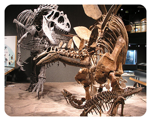 ステゴサウルスの仲間の鋭い歯