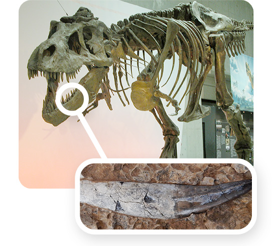 ティラノサウルスの仲間の鋭い歯