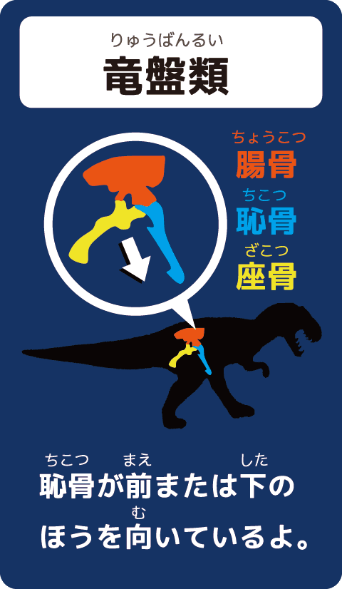 竜盤類(りゅうばんるい)