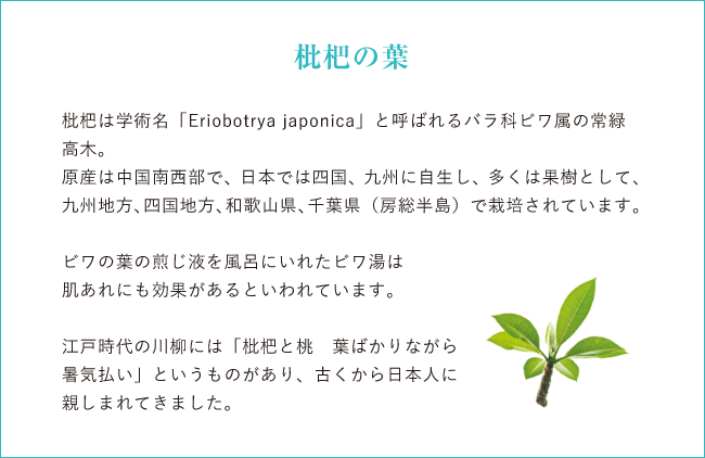 枇杷の葉 枇杷は学術名「Eriobotrya japonica」と呼ばれるバラ科ビワ属の常緑高木。 原産は中国南西部で、日本では四国、九州に自生し、多くは果樹として、九州地方、四国地方、和歌山県、千葉県（房総半島）で栽培されています。 ビワの葉の煎じ液を風呂にいれたビワ湯は肌あれにも効果があるといわれています。 江戸時代の川柳には「枇杷と桃　葉ばかりながら　暑気払い」というものがあり、古くから日本人に親しまれてきました。