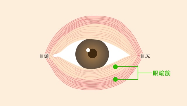 眼輪筋
