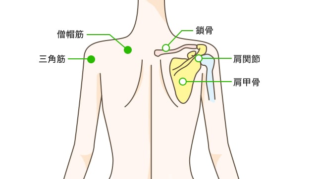 左側 背中 肩 甲骨 下 痛み の の