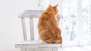 猫背とは？猫背を治すカンタン体操と正しい座位姿勢について