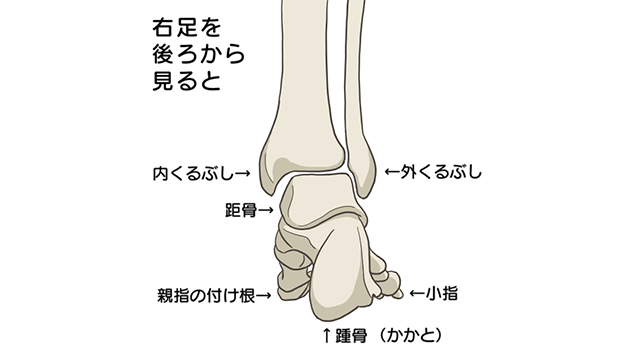 右足を後ろから見ると