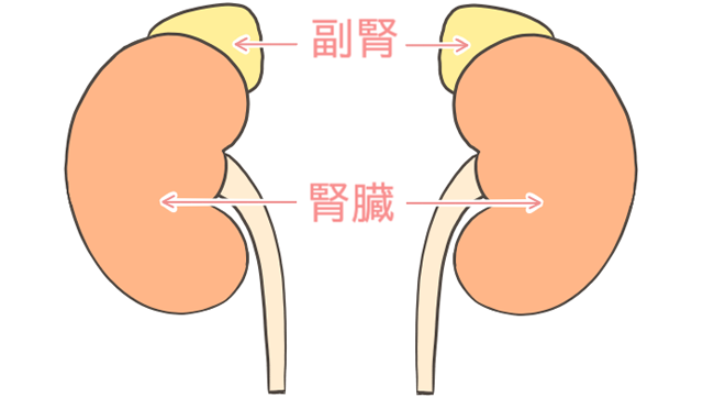 副腎・腎臓のイメージ図