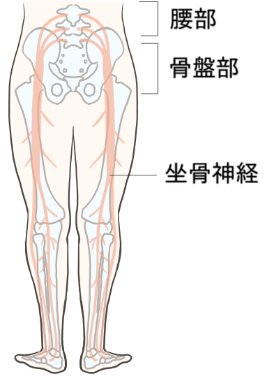 坐骨神経の位置 人体図のイラスト