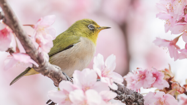 春の養生まとめ｜漢方で整える心とカラダの季節ケア