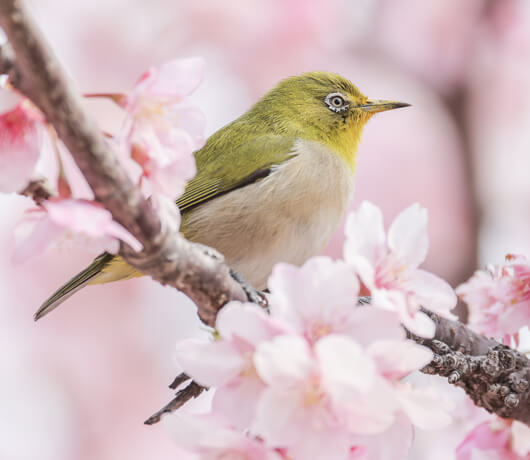 春の養生まとめ｜漢方で整える心とカラダの季節ケア
