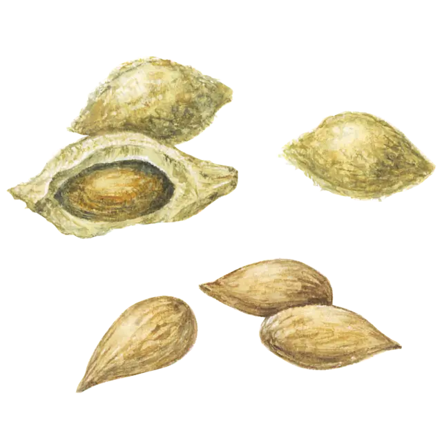 杏仁（甜杏仁）のイラスト