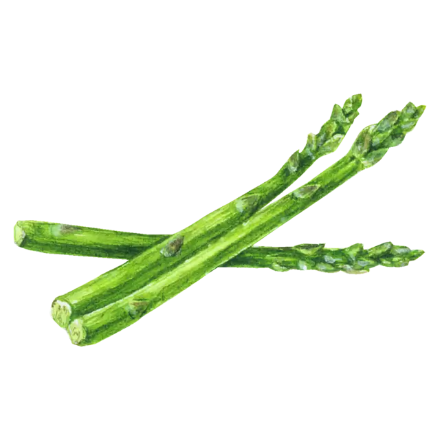 アスパラガスのイラスト