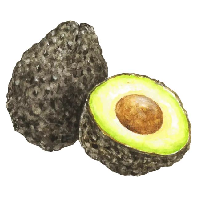 アボカドのイラスト