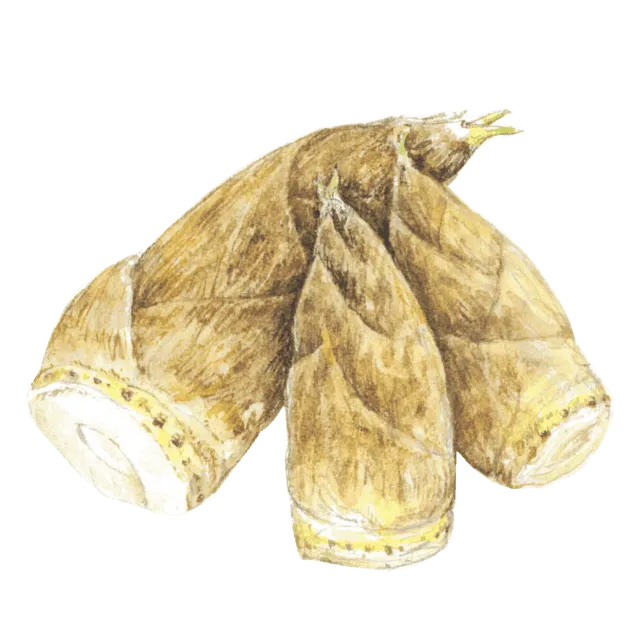 たけのこのイラスト