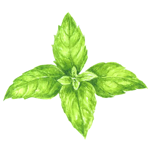 バジルのイラスト