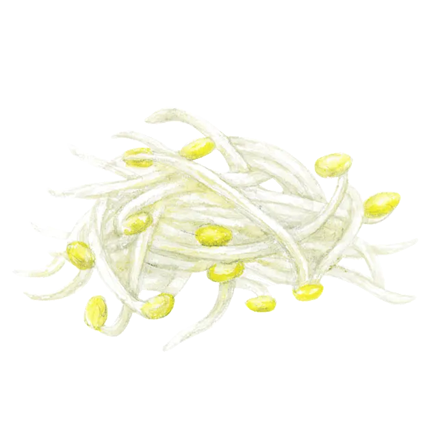 豆もやしのイラスト