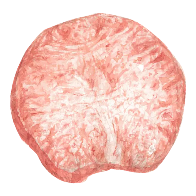 牛タン（牛の舌）のイラスト