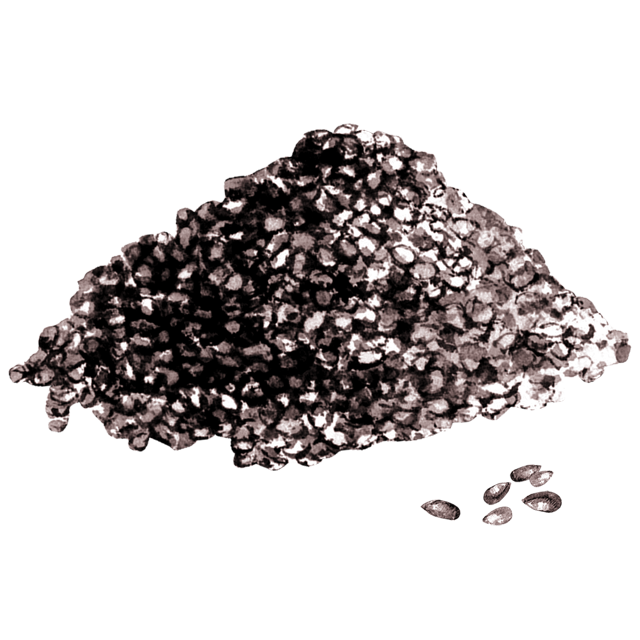 黒ごまのイラスト