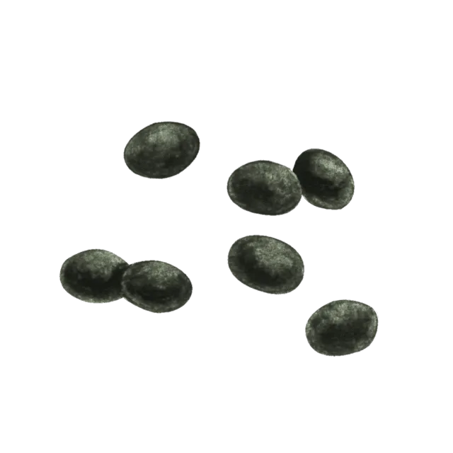 黒豆のイラスト