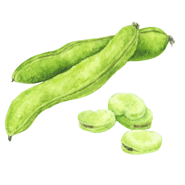 そら豆のイラスト