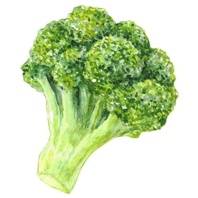 ブロッコリーのイラスト