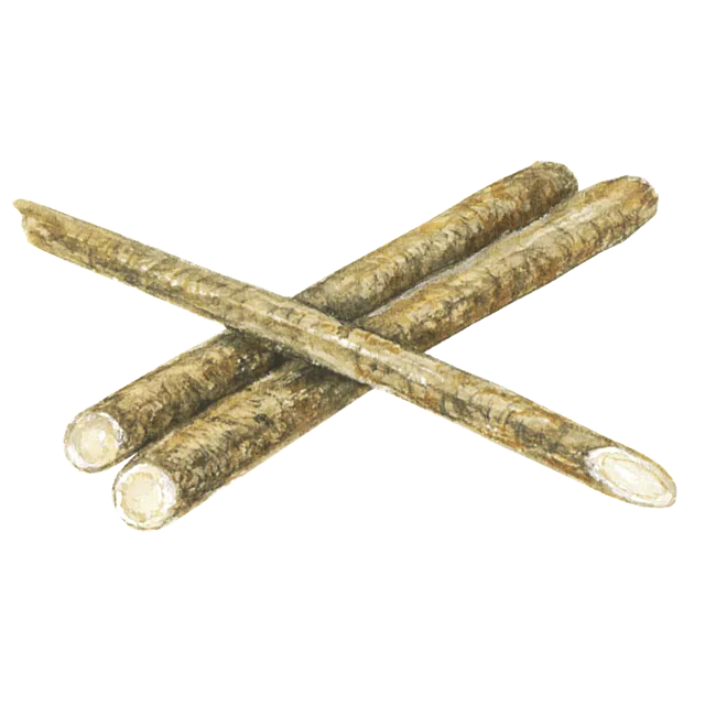 ごぼうのイラスト