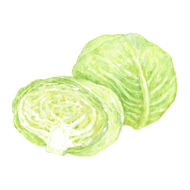 キャベツのイラスト
