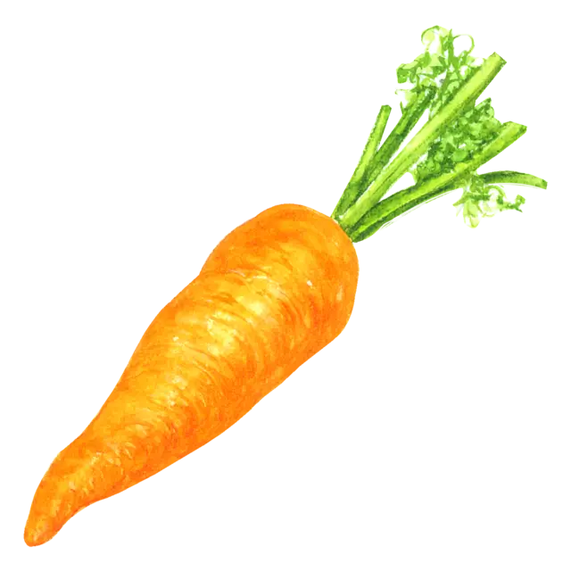 人参のイラスト