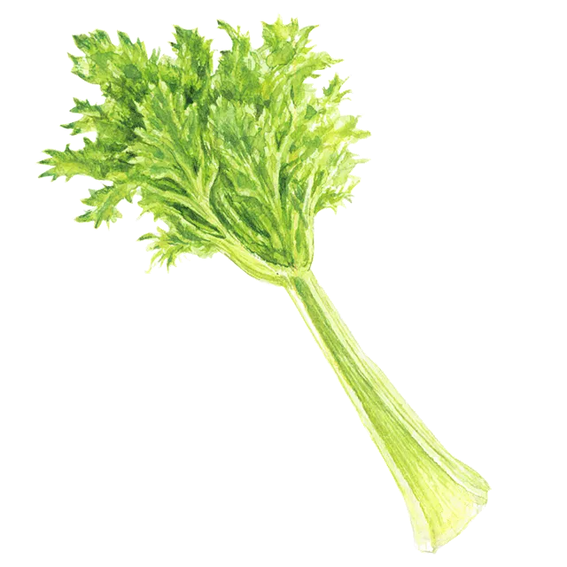 >セロリのイラスト