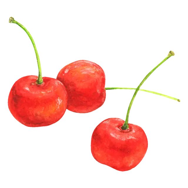 さくらんぼのイラスト
