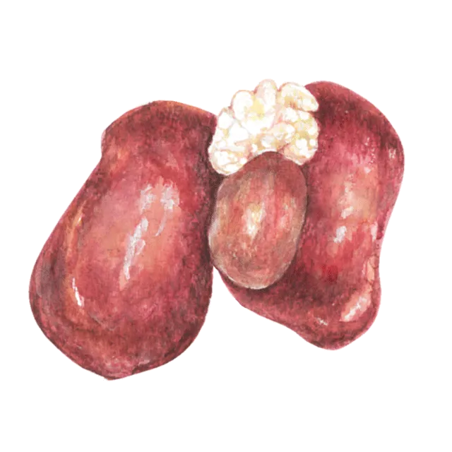 鶏レバーのイラスト