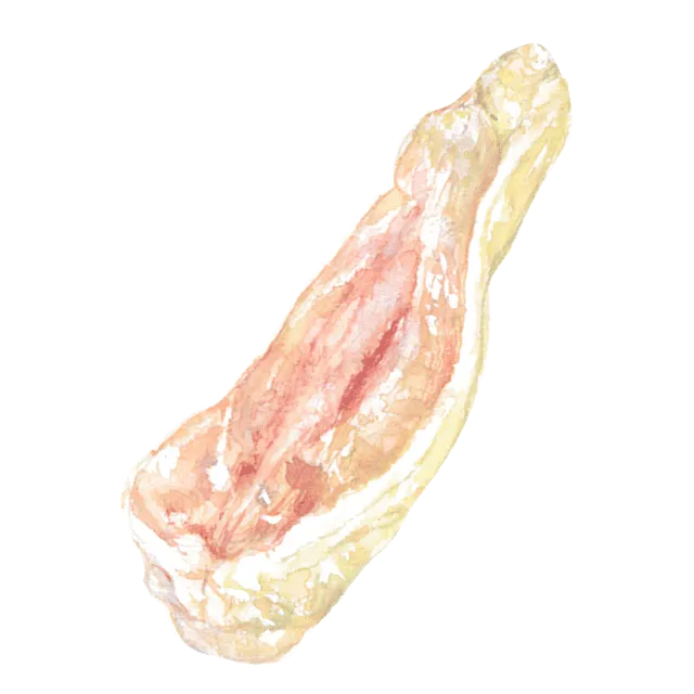 鶏手羽のイラスト